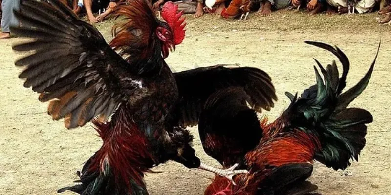 Bí quyết đá gà Thomo
