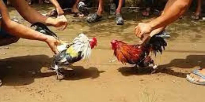 Giới thiệu những điều căn bản về đá gà Thomo J88