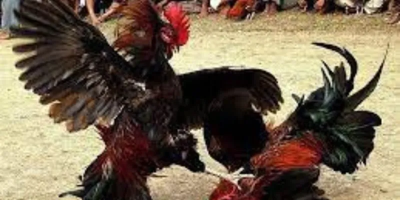 Tổng quan về thông tin của đá gà cựa dao J88